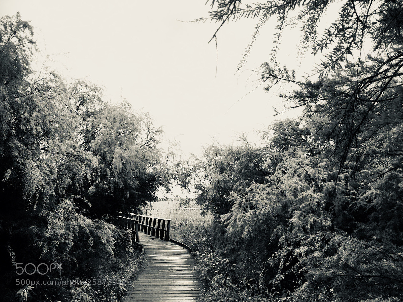 Apple iPhone 6s Plus sample photo. Las tablas de daimiel photography