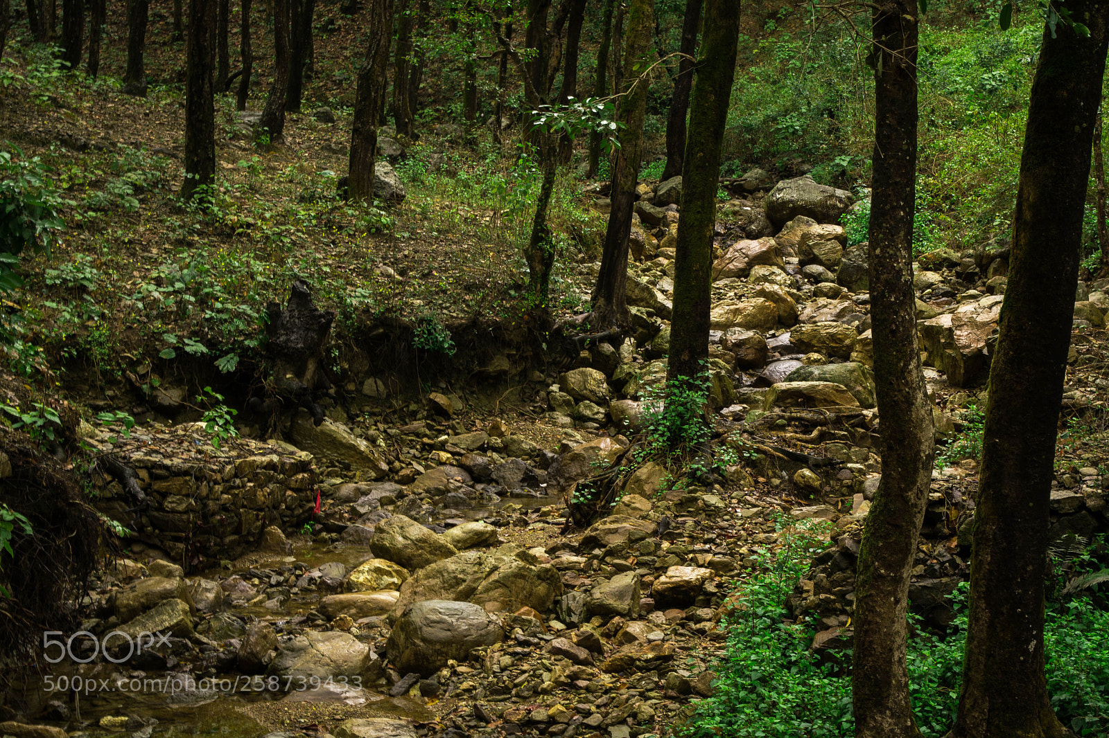 Nikon D5200 sample photo. In the jungle, the photography