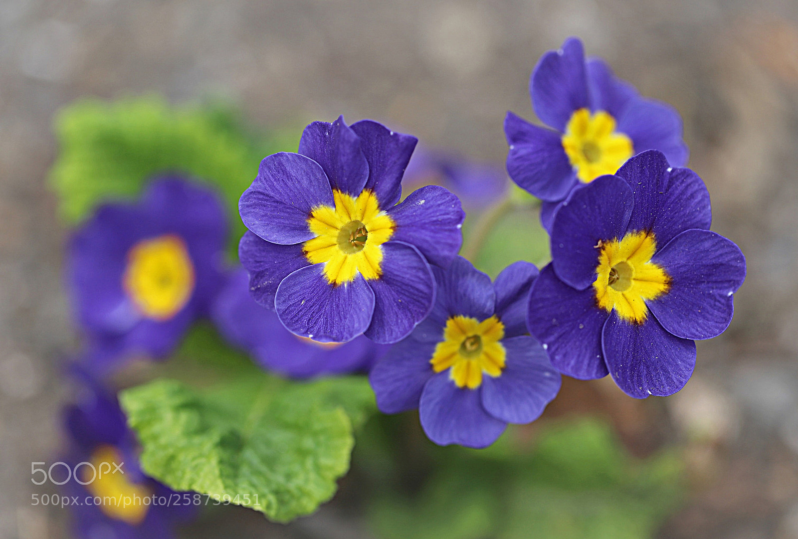 Canon EOS 6D Mark II sample photo. Primula photography
