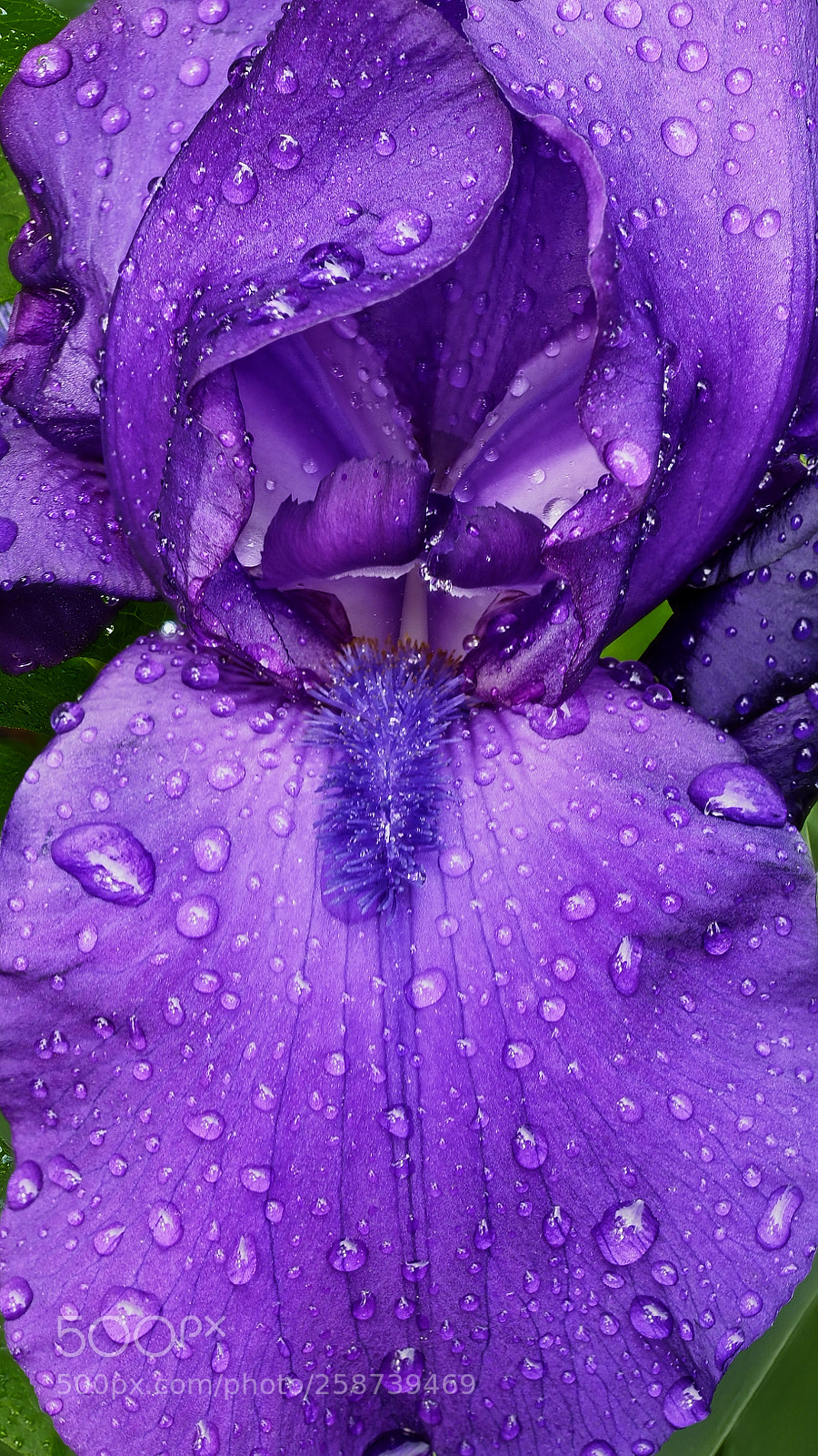 Olympus OM-D E-M5 II sample photo. Iris after rain photography
