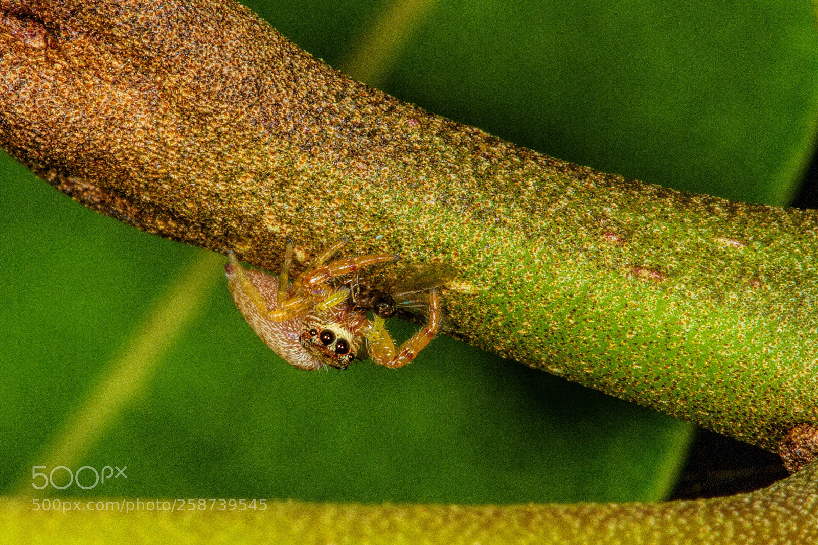 Canon EOS 7D sample photo. Tiny jumping spider with photography