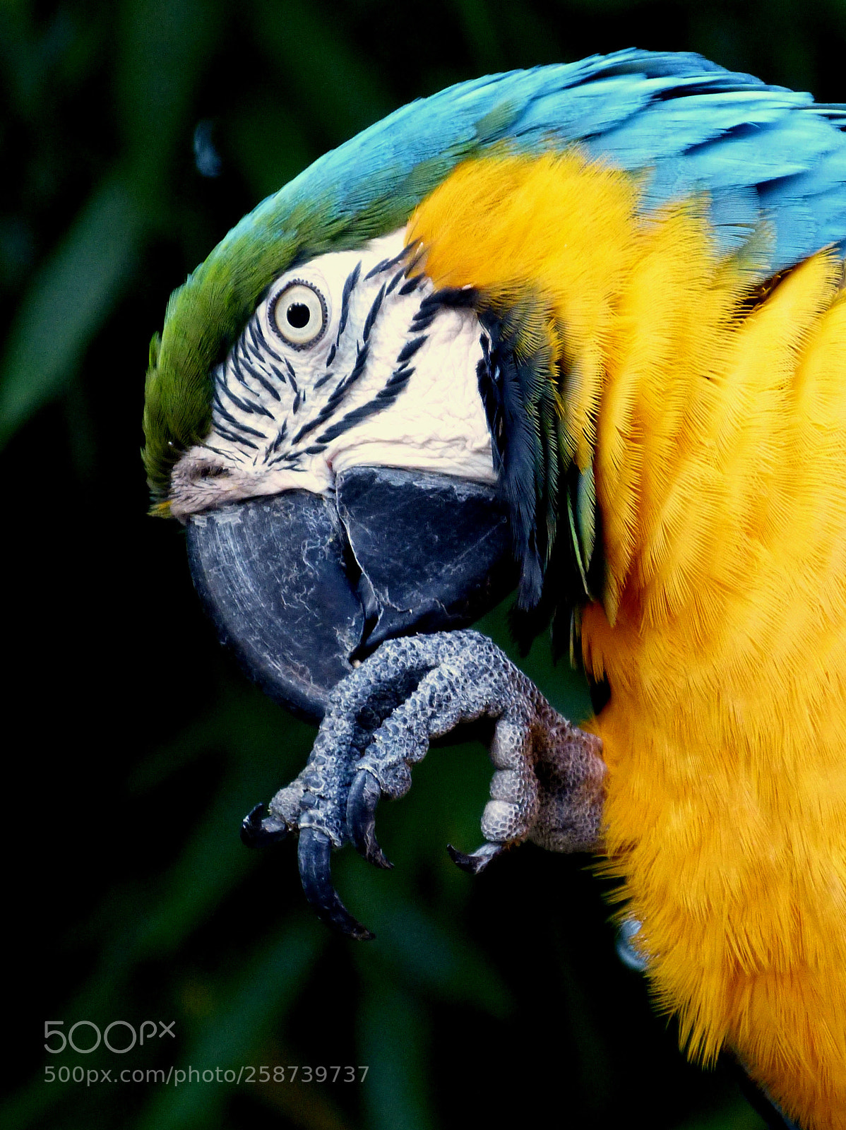 Panasonic Lumix DMC-FZ150 sample photo. Parrot star photography
