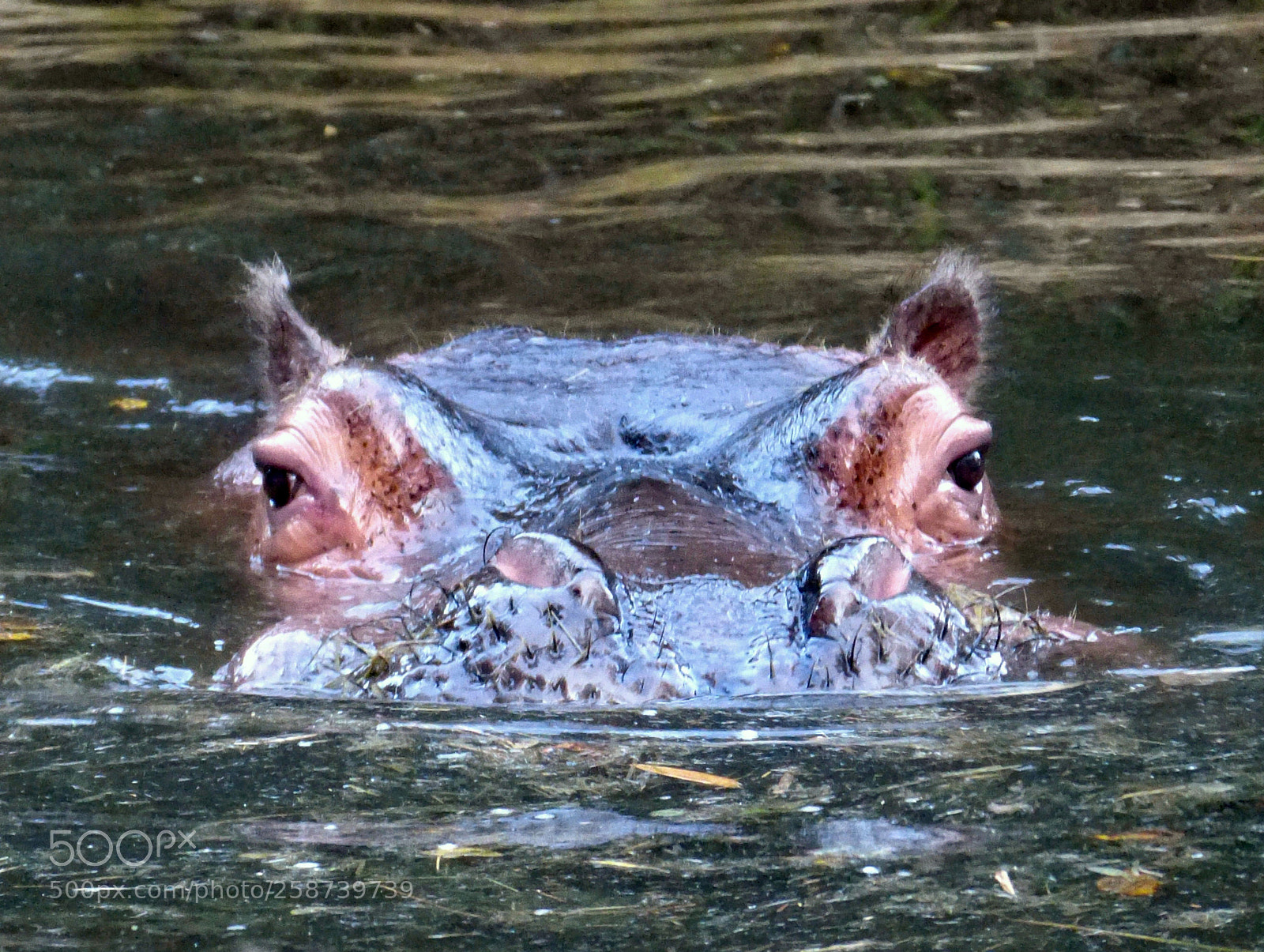 Panasonic Lumix DMC-FZ150 sample photo. Hippopotamus ninja photography