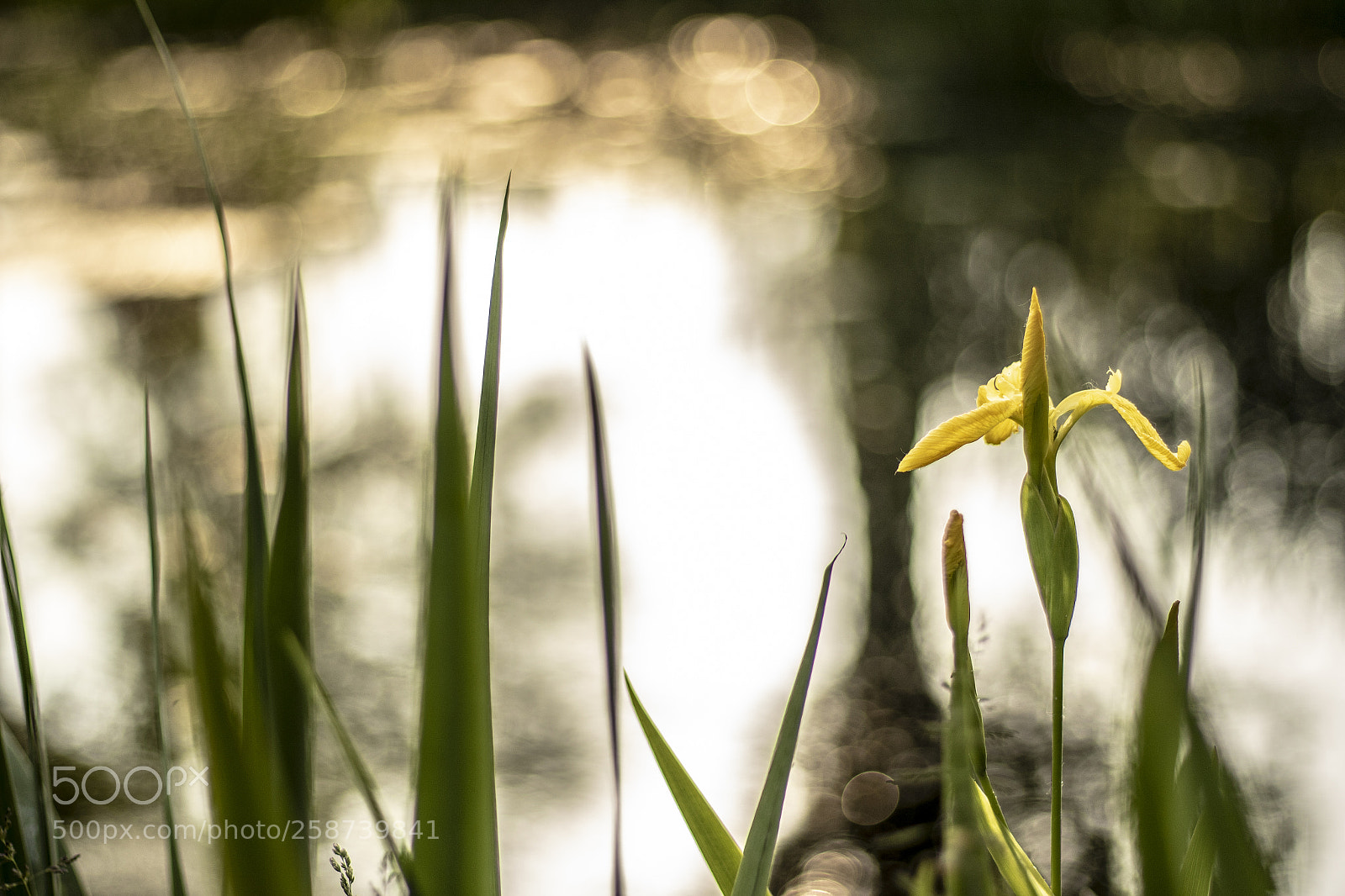 Canon EOS 7D Mark II sample photo. Flower at waterside photography