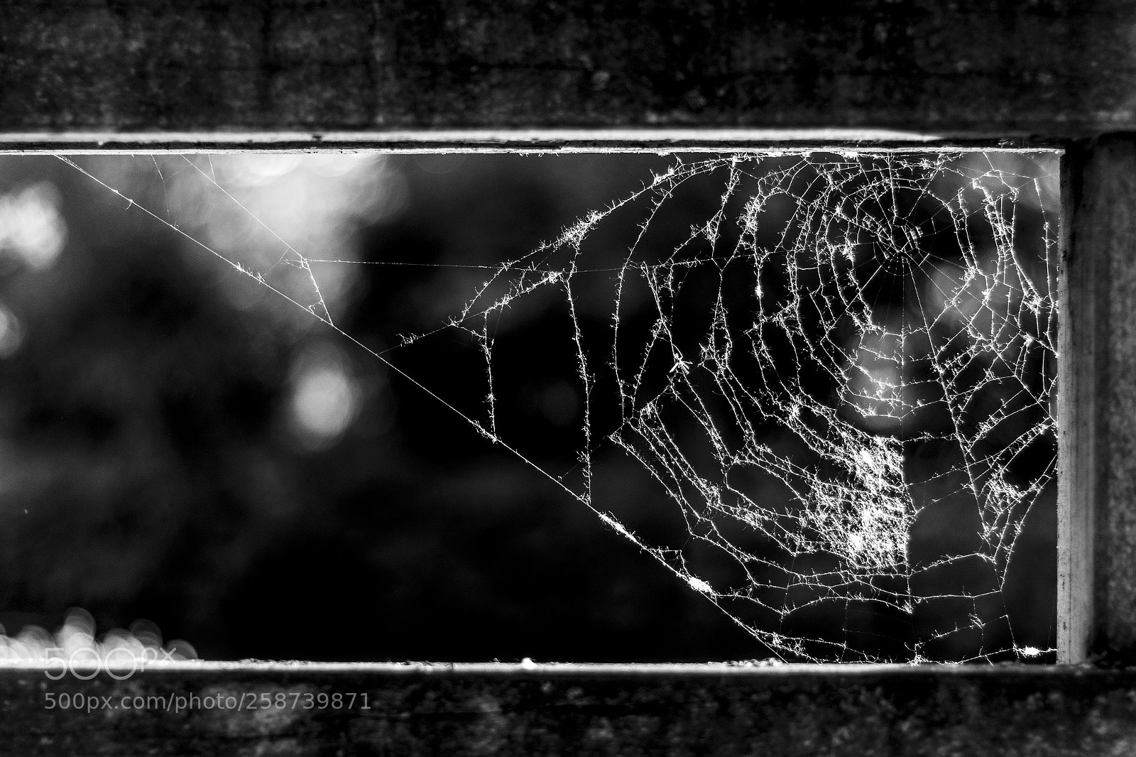 Canon EOS 7D Mark II sample photo. Spiderweb with backlight photography