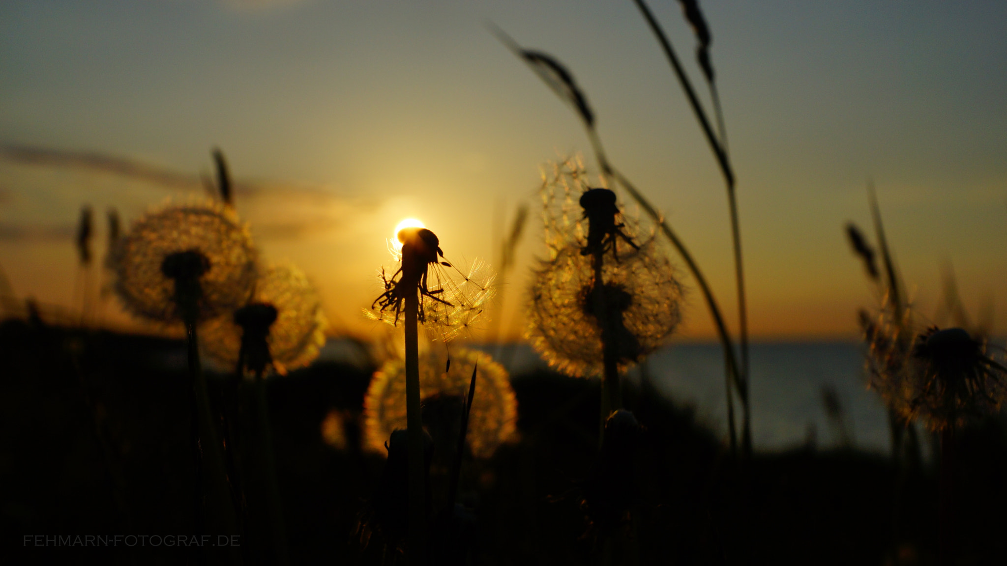 Sony SLT-A77 + Sony DT 16-50mm F2.8 SSM sample photo. Dandelion... photography