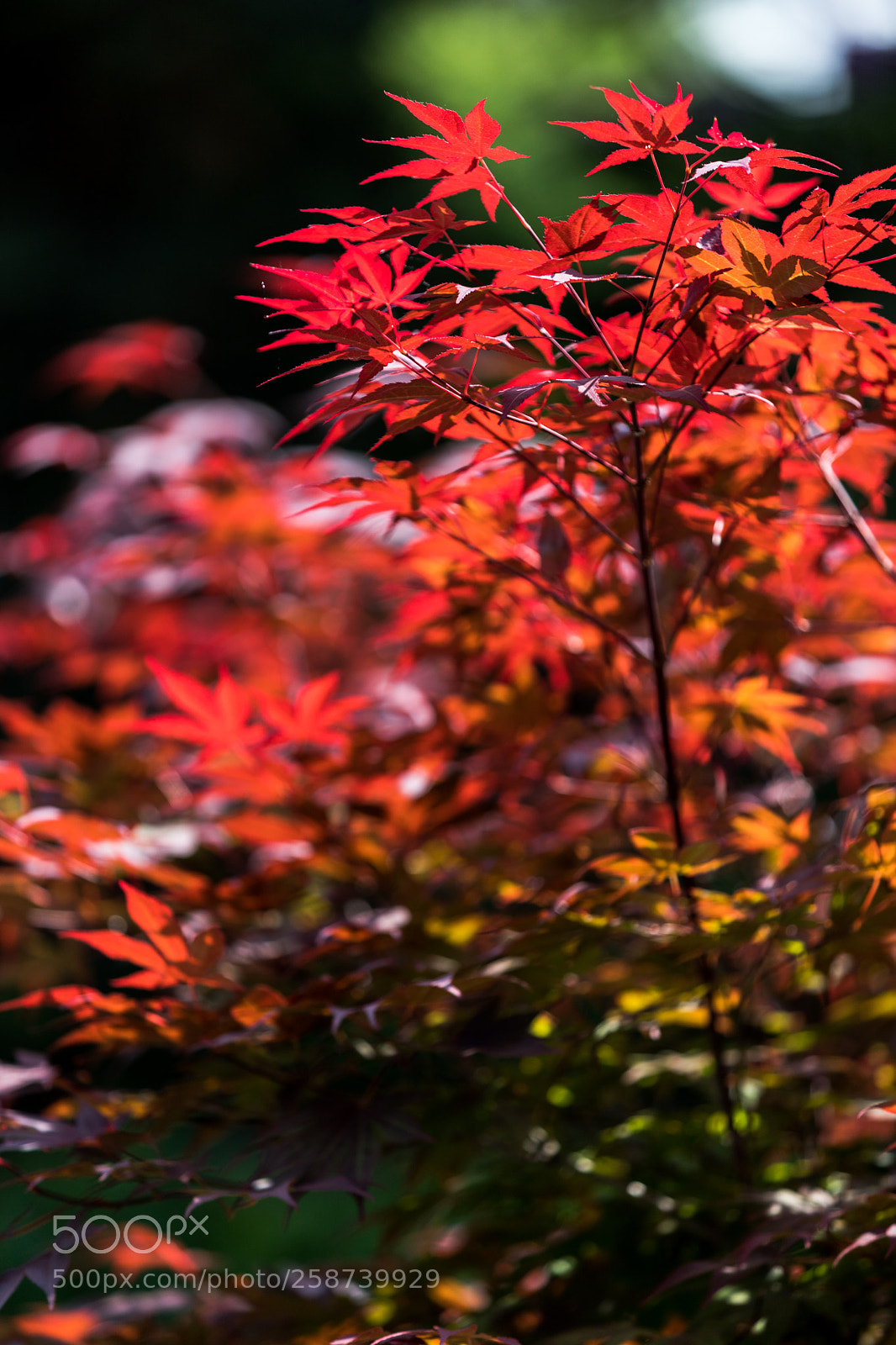 Canon EOS 6D Mark II sample photo. Afternoon photography