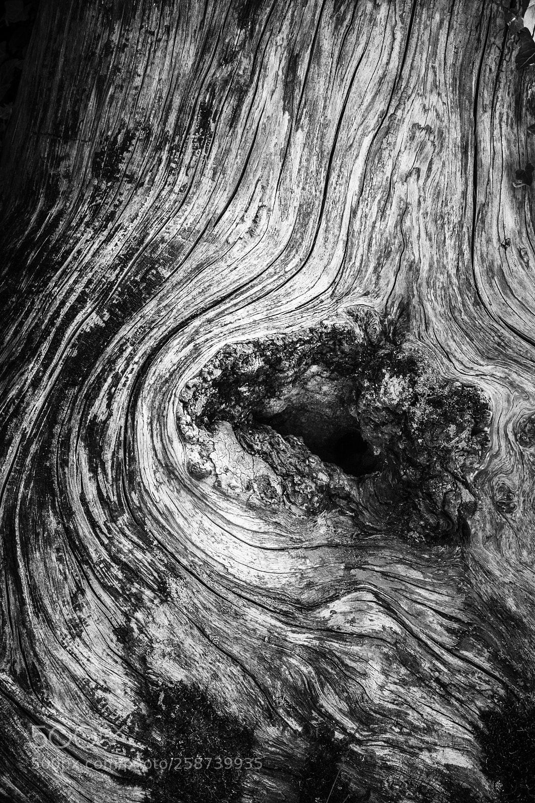 Nikon D500 sample photo. L'oeil du tronc! photography