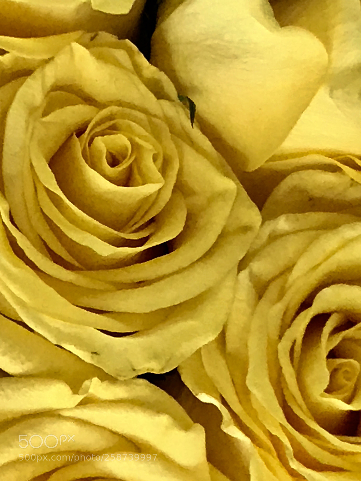 Apple iPhone 7 Plus sample photo. Yellow  photography