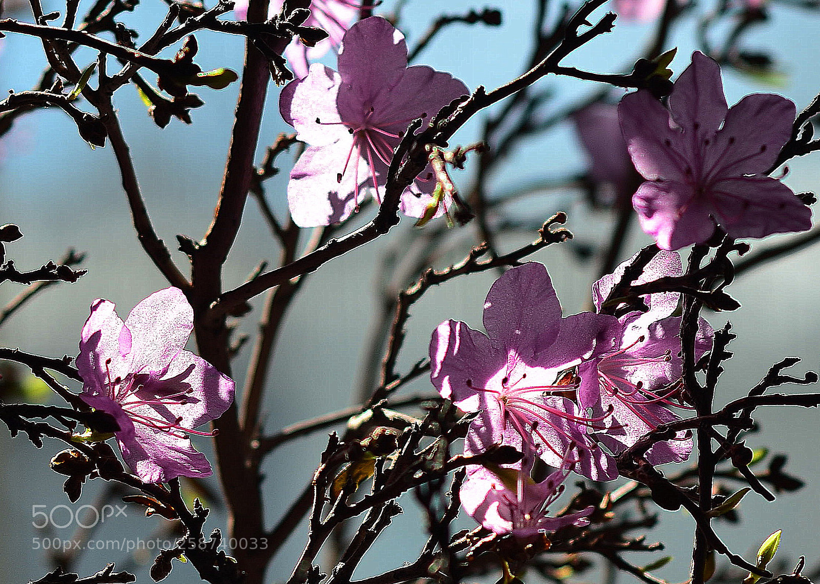 Nikon D7000 sample photo. Багульник photography