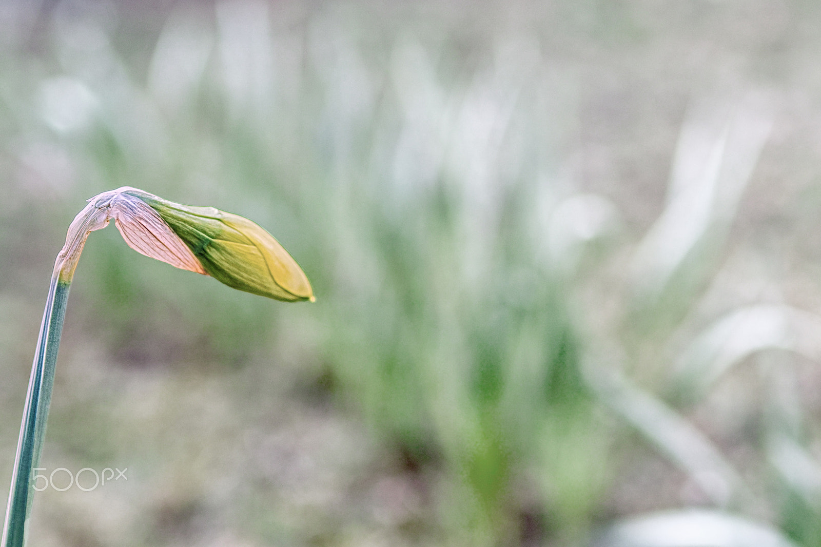 Sigma sd Quattro sample photo. I do not like the subject photography