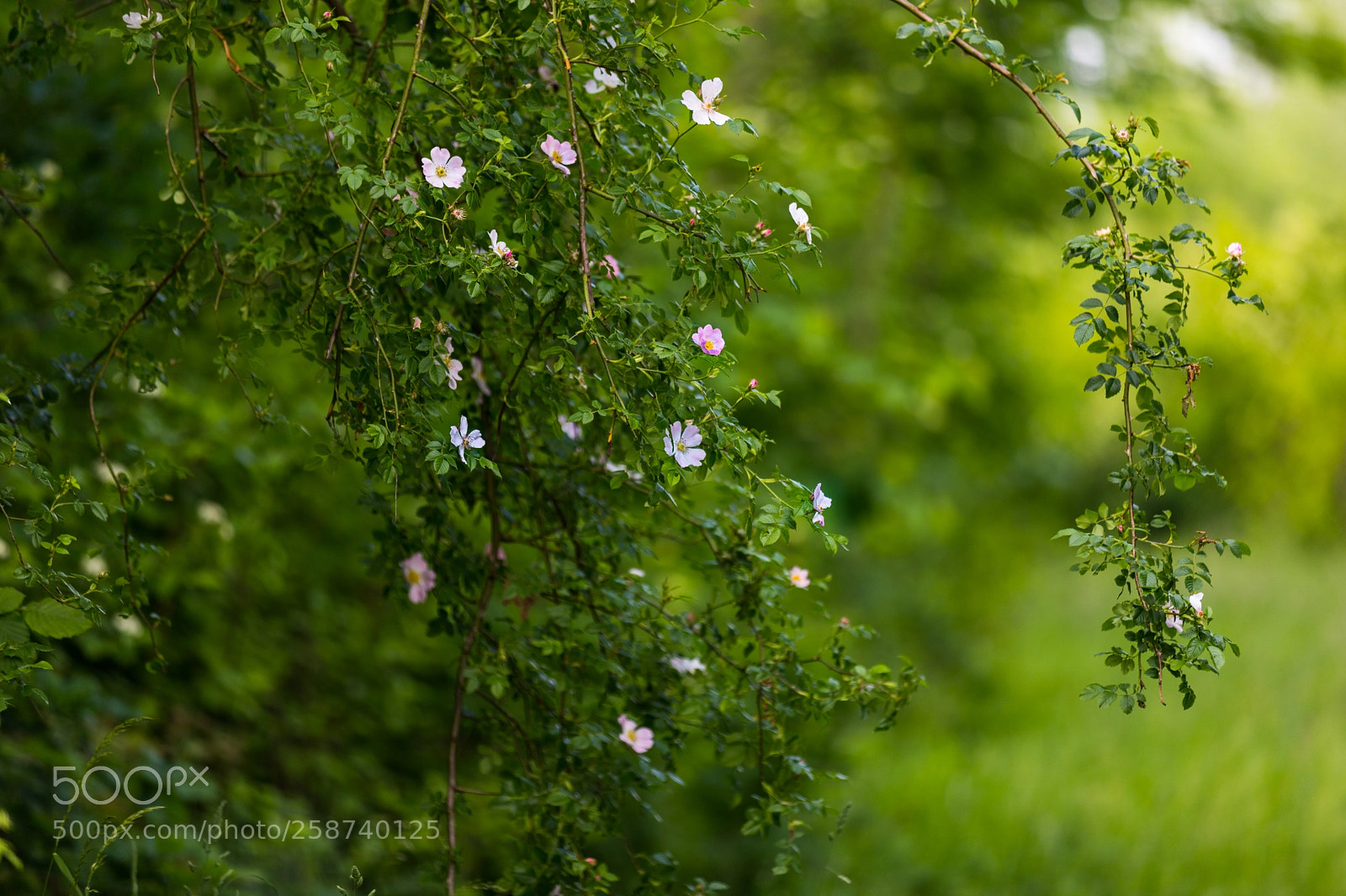 Canon EOS 6D Mark II sample photo. Small beauties photography
