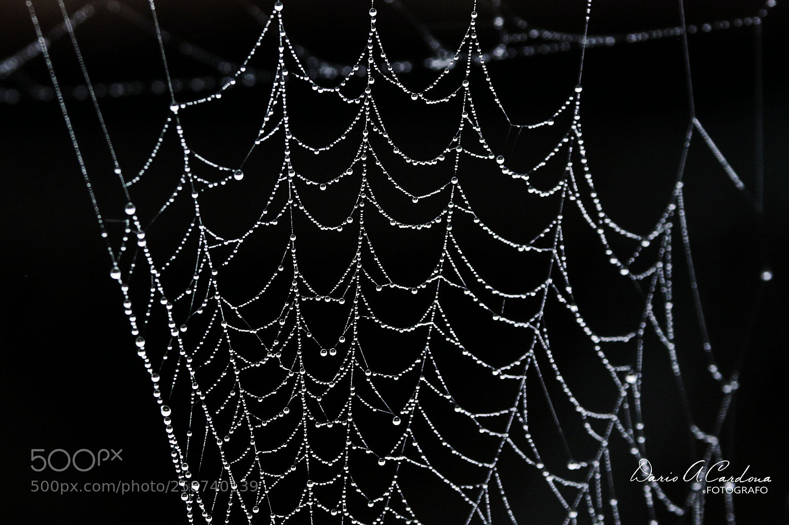 Canon EOS 7D Mark II sample photo. Telaraña photography