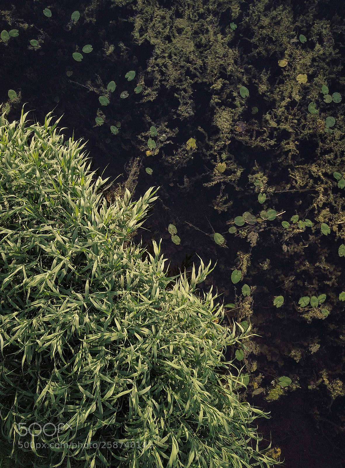 DJI FC220 sample photo. Over reeds and swamps photography
