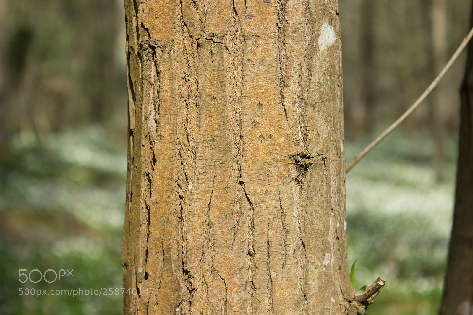 Canon EOS 600D (Rebel EOS T3i / EOS Kiss X5) sample photo. Fera photography