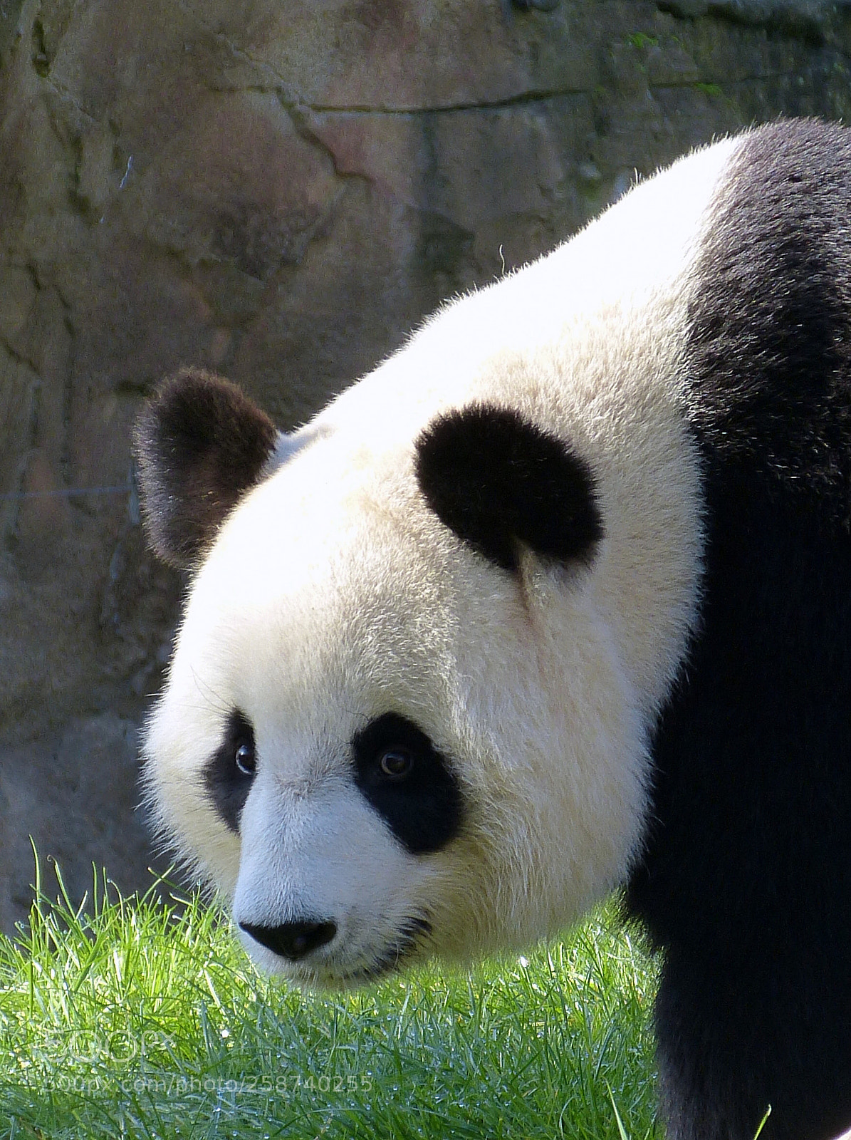 Panasonic Lumix DMC-FZ150 sample photo. Charming panda photography