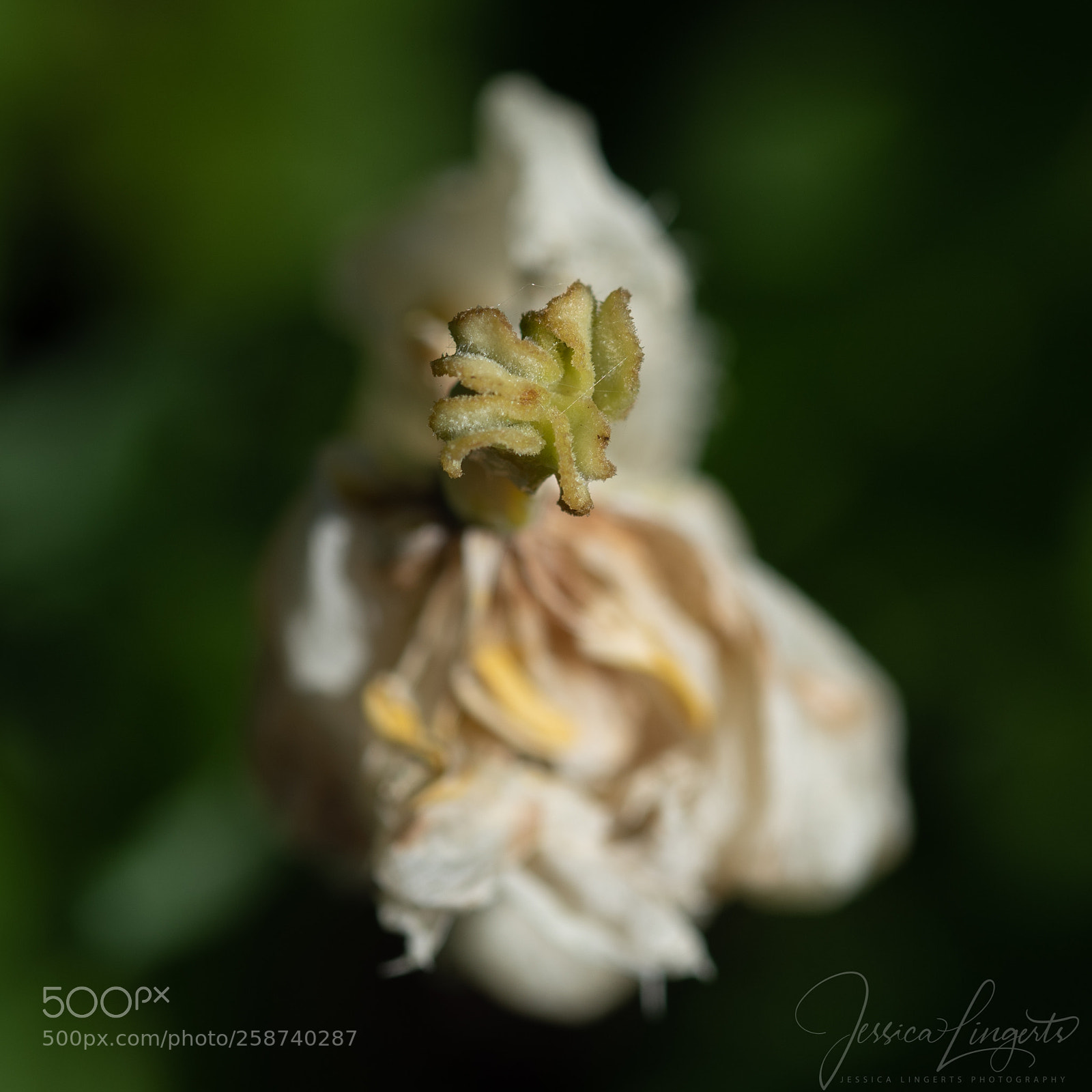 Nikon D750 sample photo. Fading beauty photography