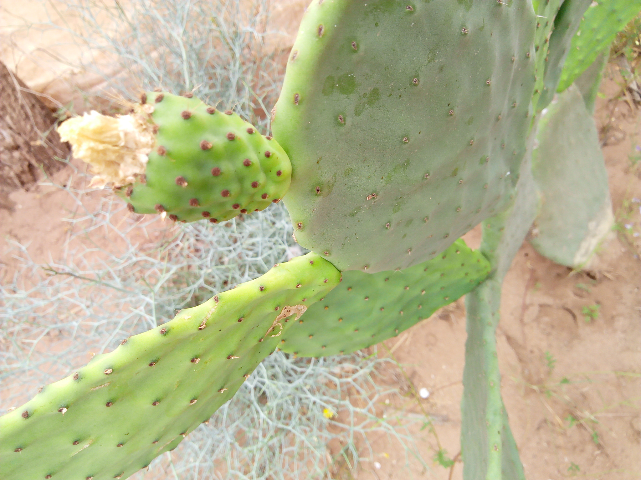 Infinix HOT5 sample photo. Cactus photography