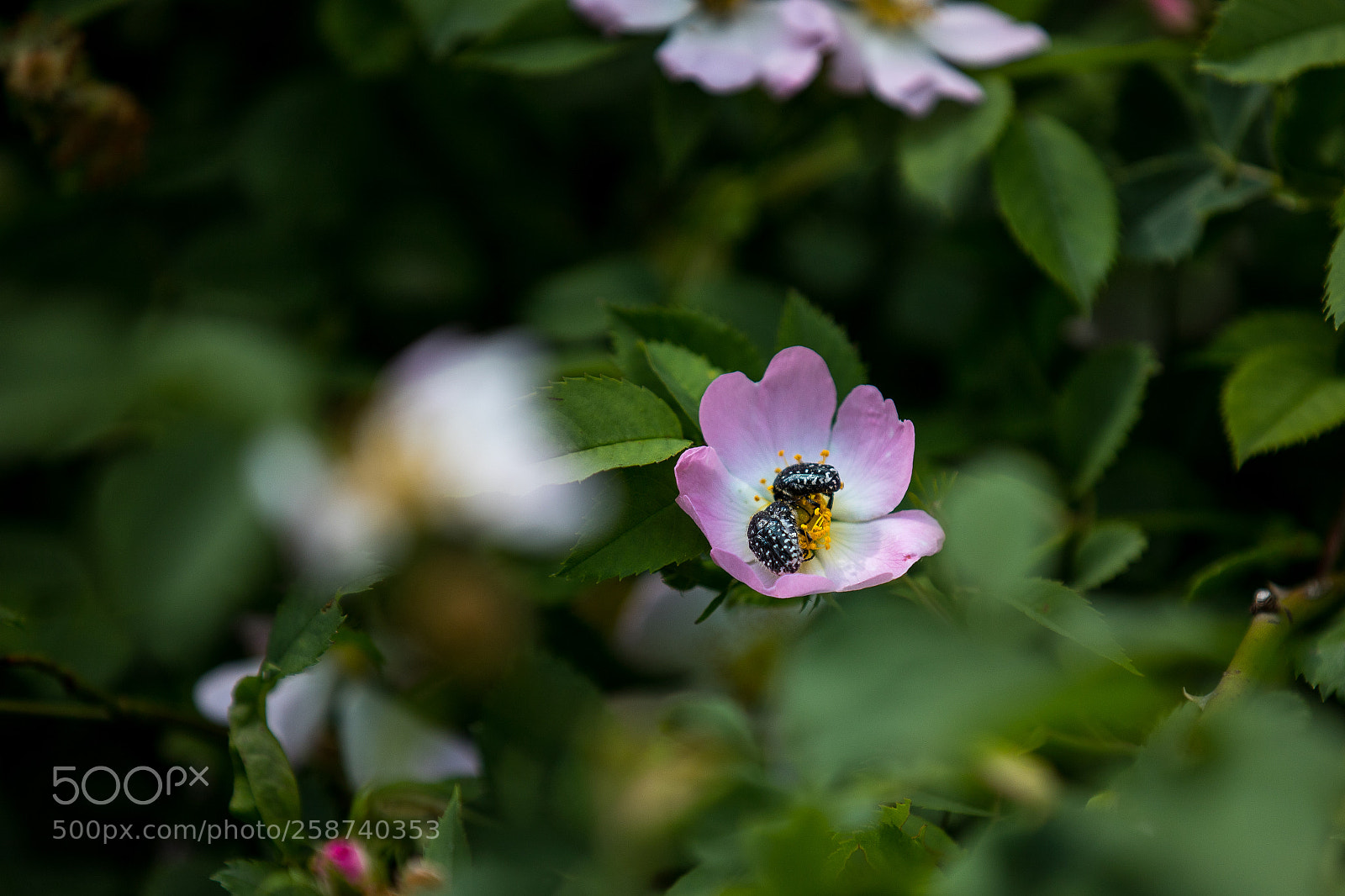 Canon EOS 6D Mark II sample photo. Snack photography
