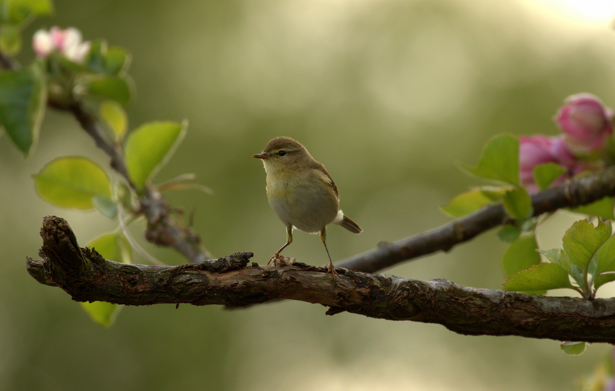 Canon EOS 7D Mark II + Canon EF 100-400mm F4.5-5.6L IS II USM sample photo. Willow warbler and blossoms photography