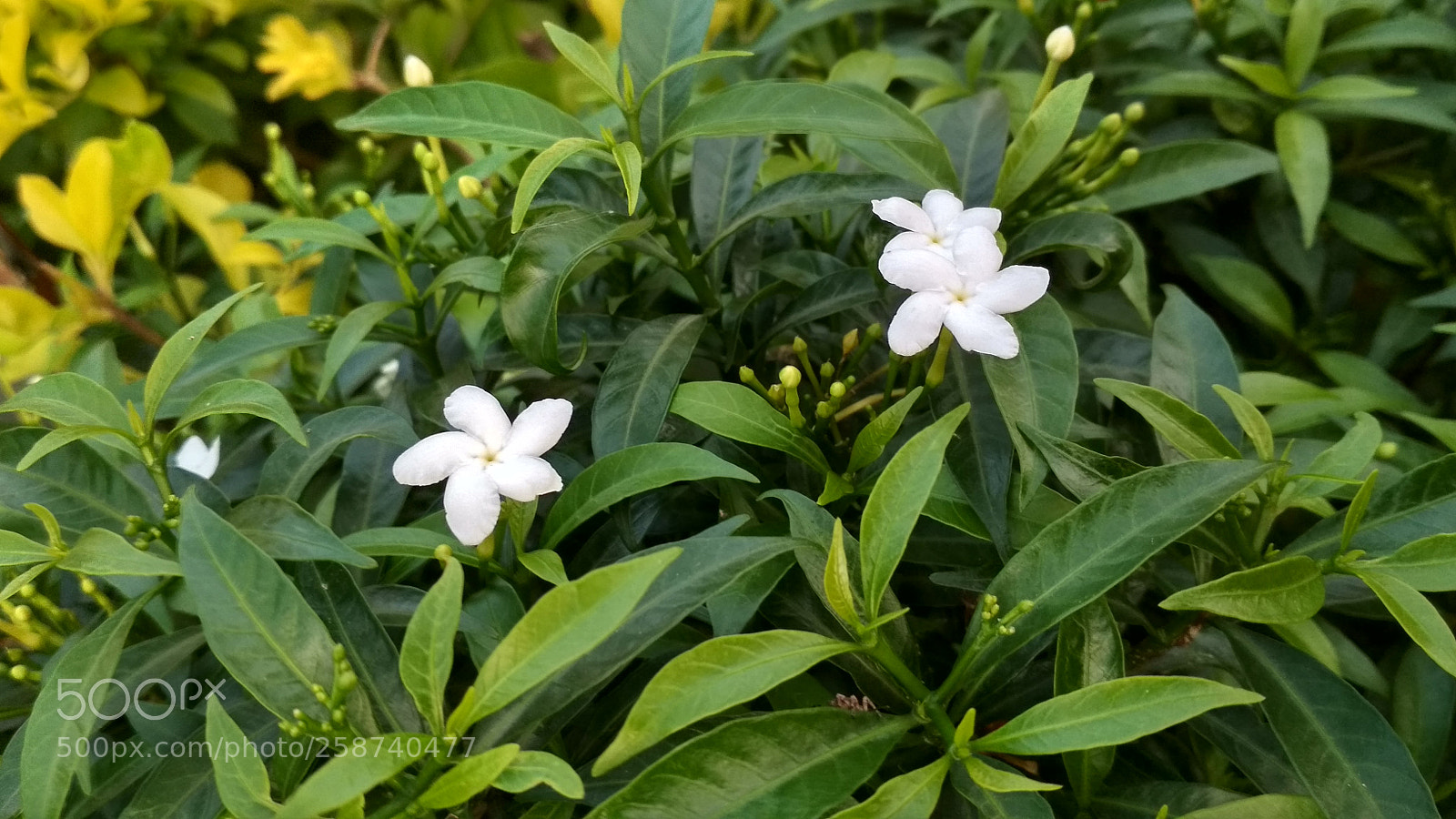 Xiaomi Redmi 4 Pro sample photo. Untitled photography