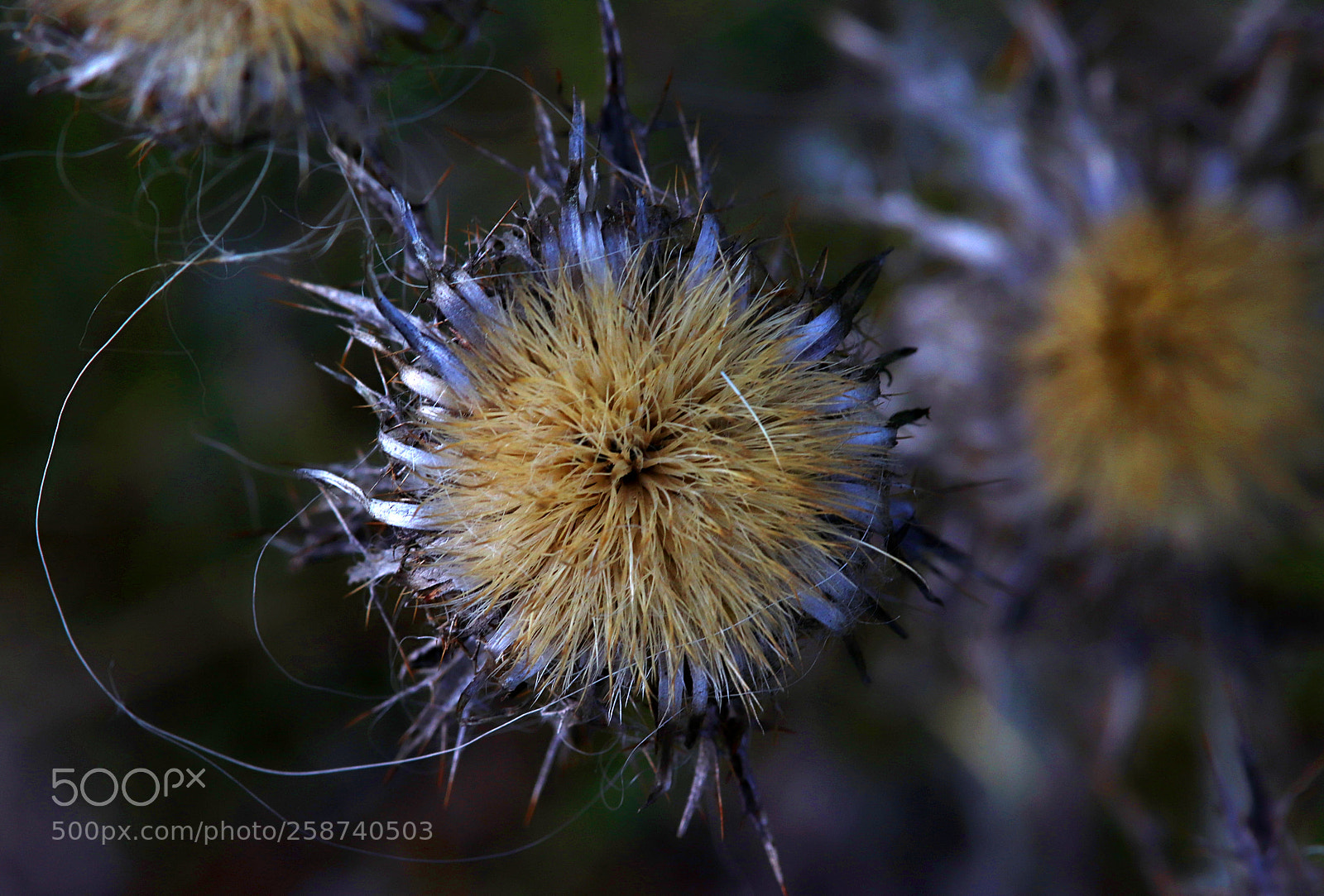 Canon EOS 77D (EOS 9000D / EOS 770D) sample photo. Distel photography