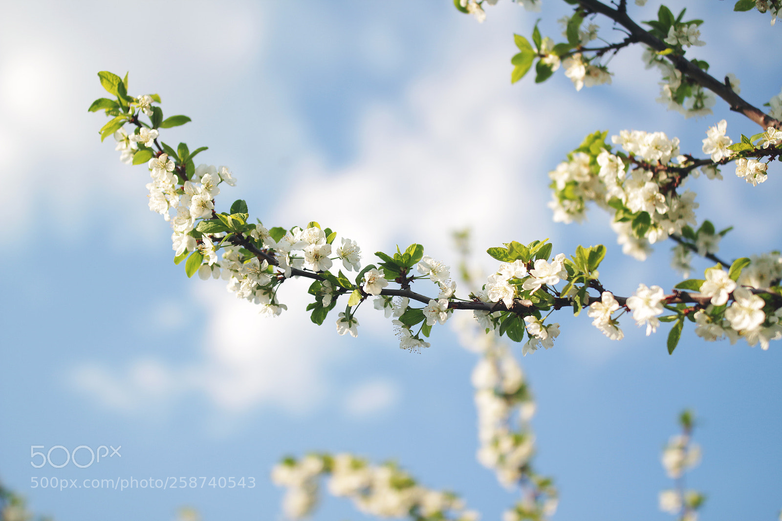 Canon EOS 700D (EOS Rebel T5i / EOS Kiss X7i) sample photo. Img photography