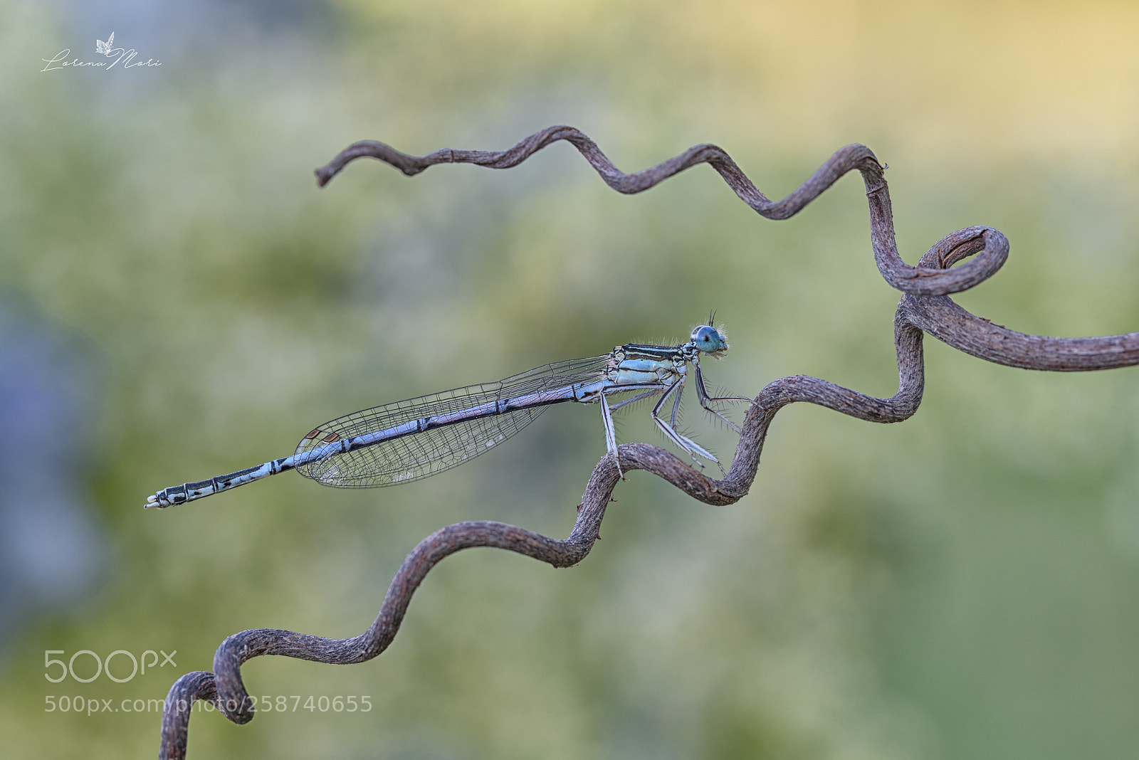 Nikon D750 sample photo. "nella morsa del posatoio" photography