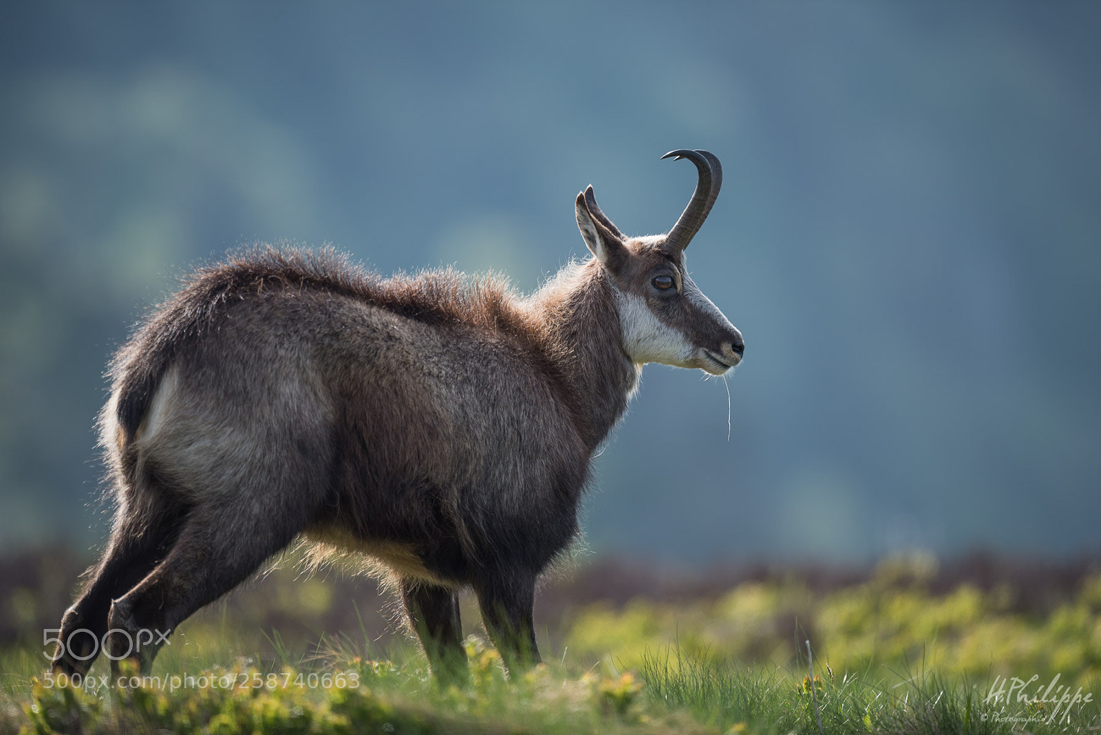 Nikon D750 sample photo. Chamois - rupicapra rupicapra photography
