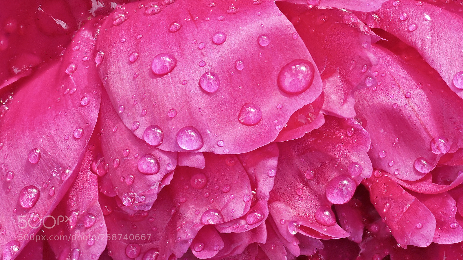 Olympus OM-D E-M5 II sample photo. Raindrops on a peony photography