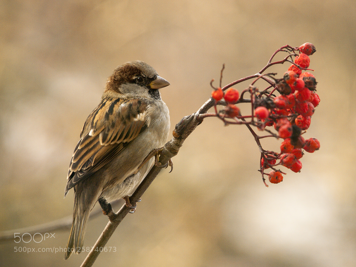Olympus E-3 sample photo. Sparrow photography