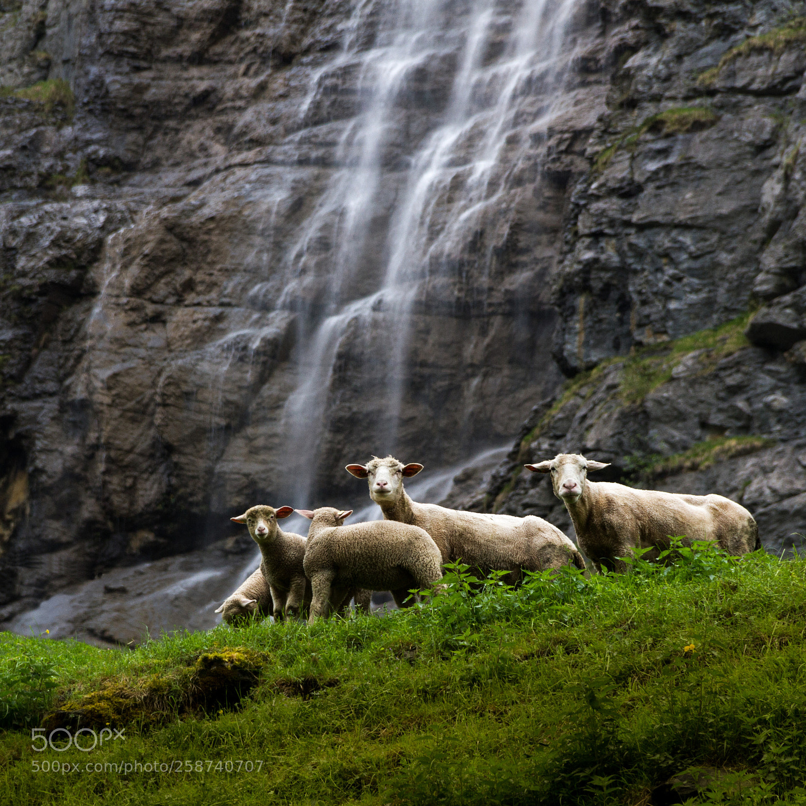Canon EOS 7D sample photo. Happy sheeps photography