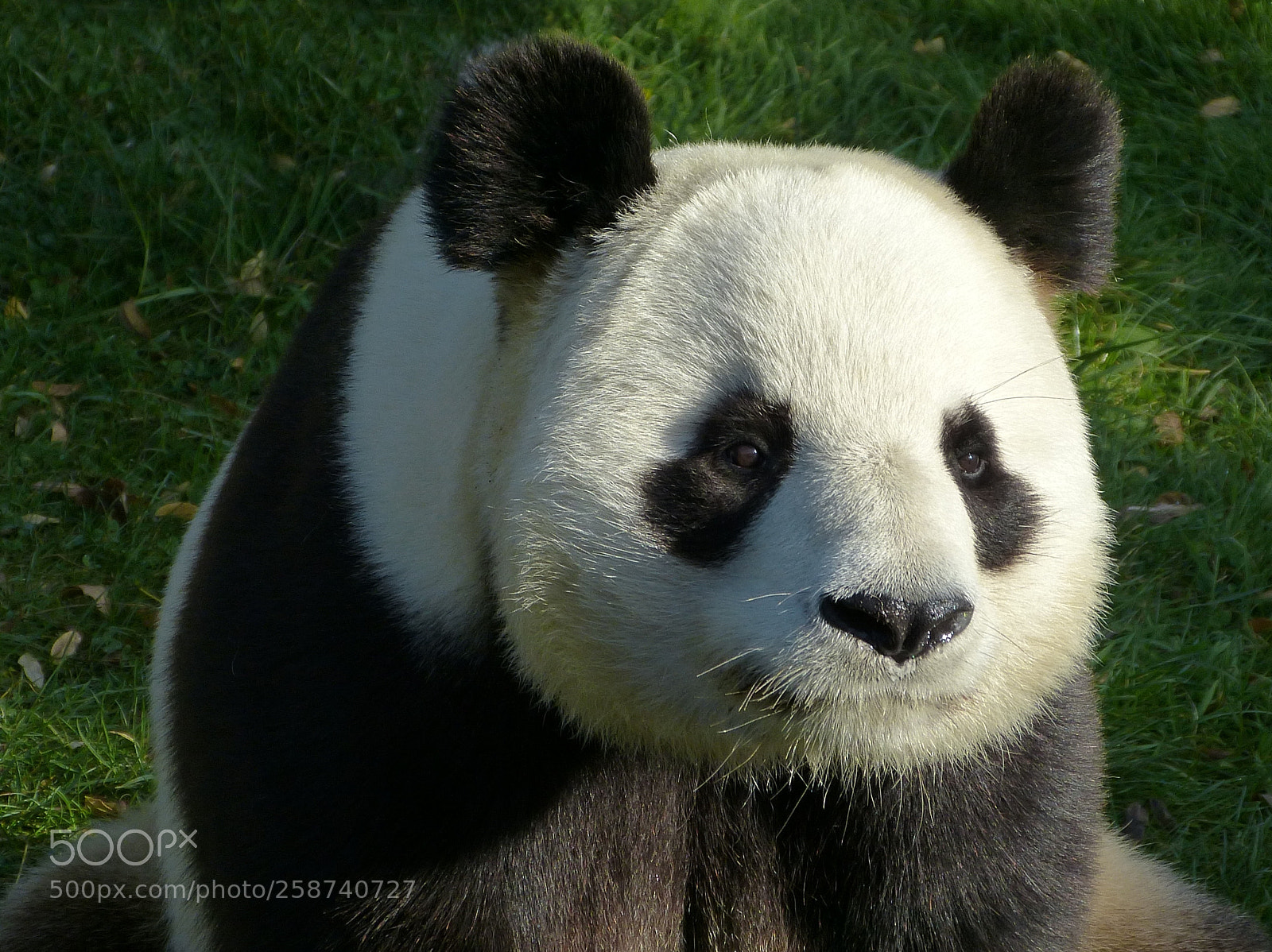Panasonic Lumix DMC-FZ150 sample photo. Do u want my photography