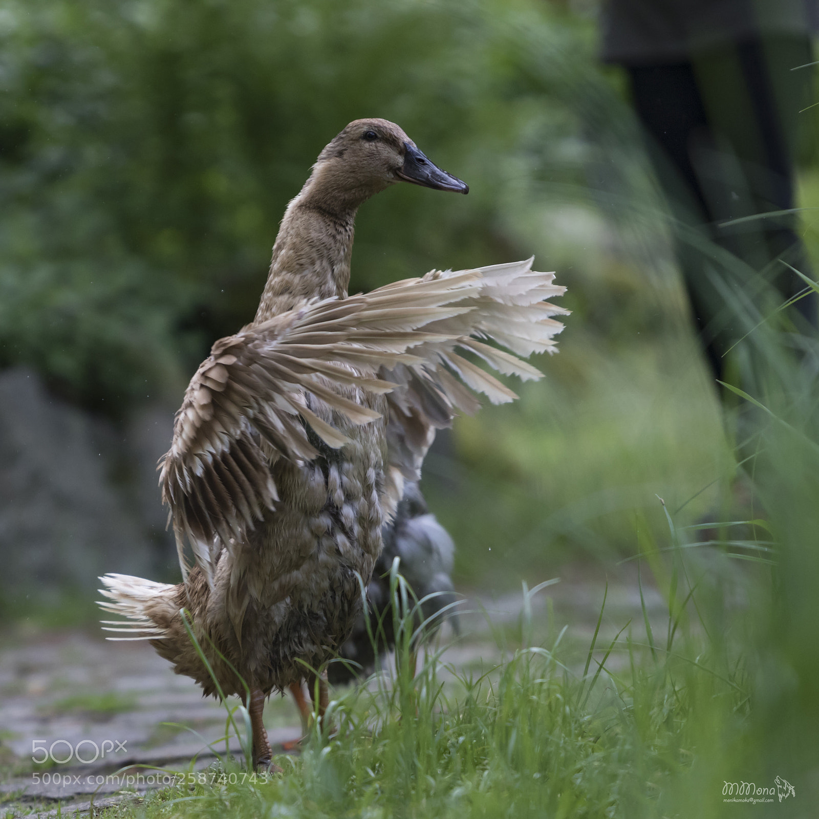 Canon EOS 7D Mark II sample photo. Duck photography