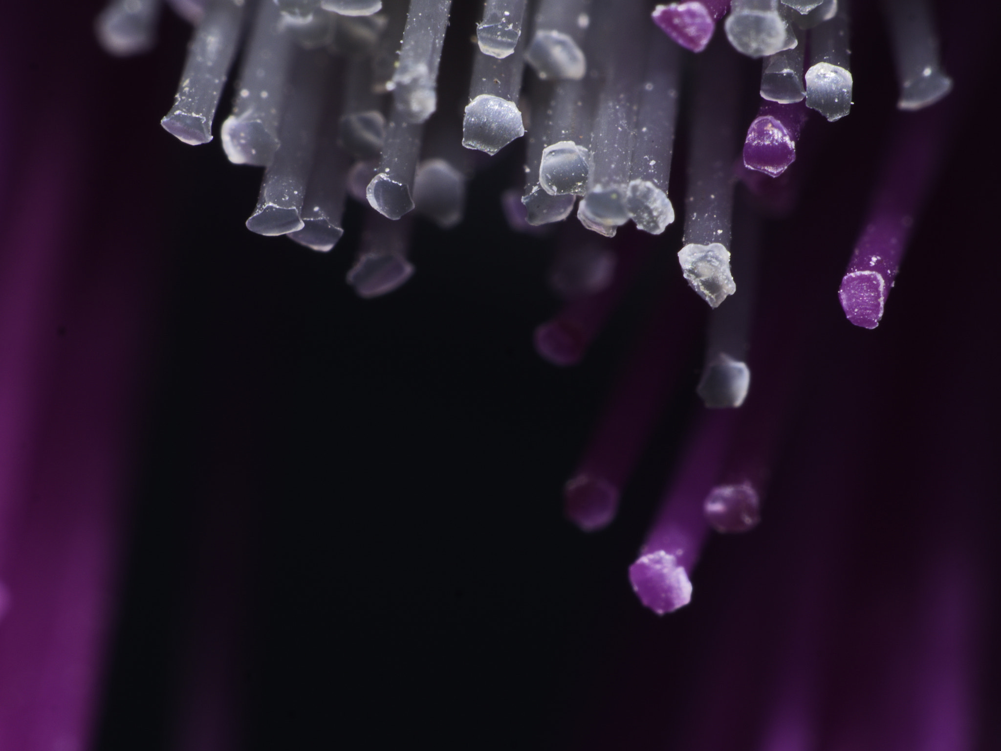 Panasonic Lumix DMC-GX8 sample photo. Crystals ?, no, plastic brush photography