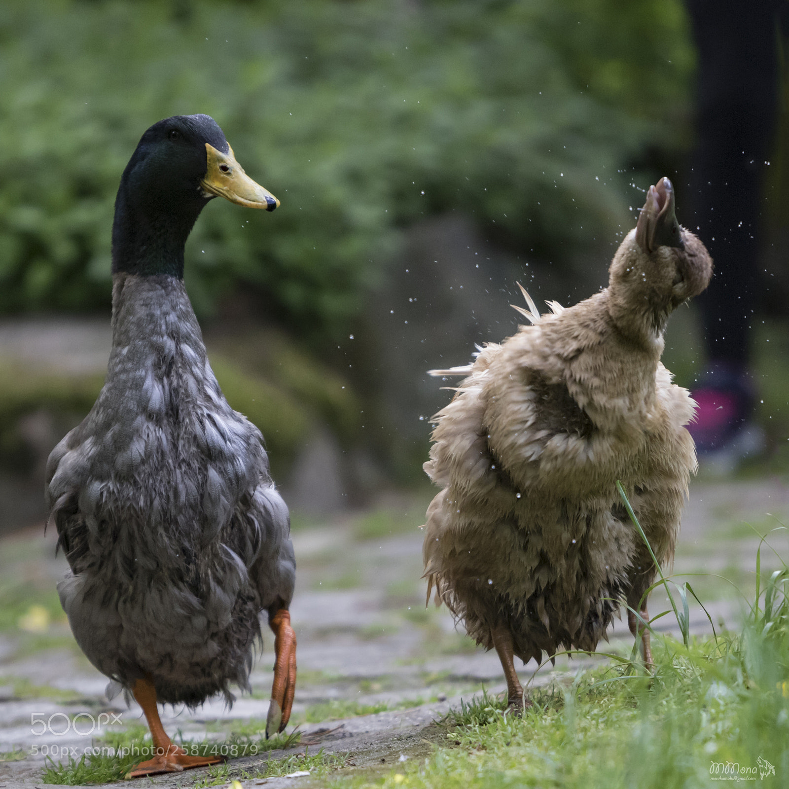 Canon EOS 7D Mark II sample photo. Duck photography