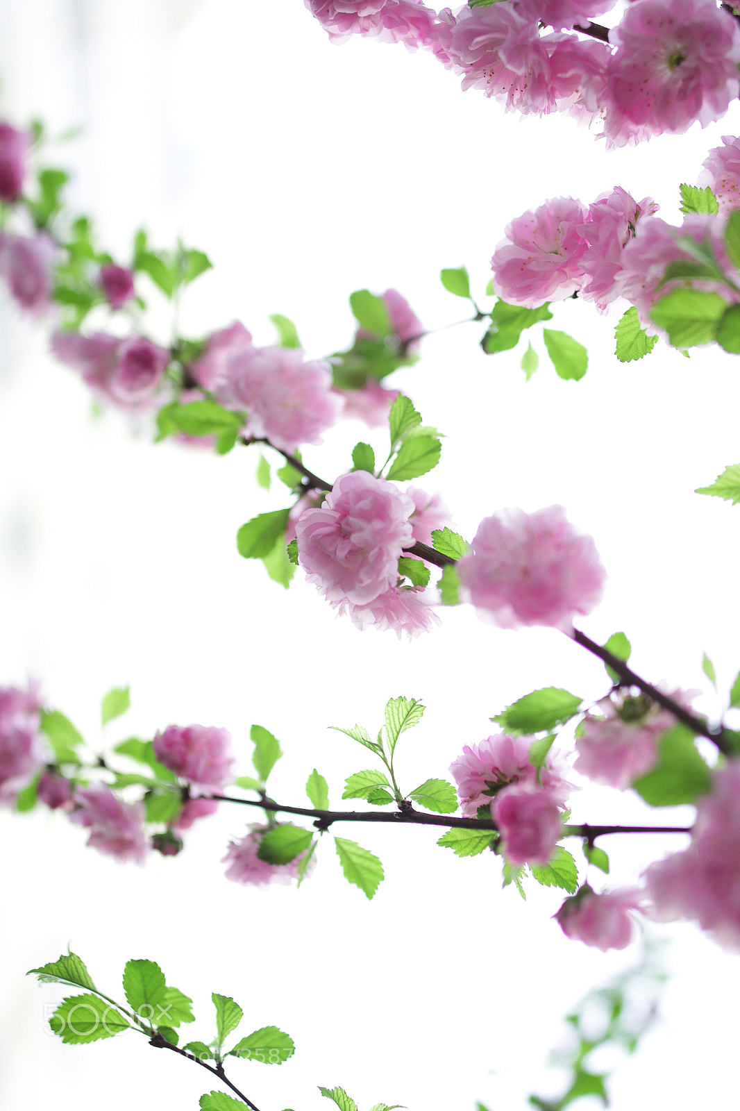 Canon EOS 700D (EOS Rebel T5i / EOS Kiss X7i) sample photo. Img photography
