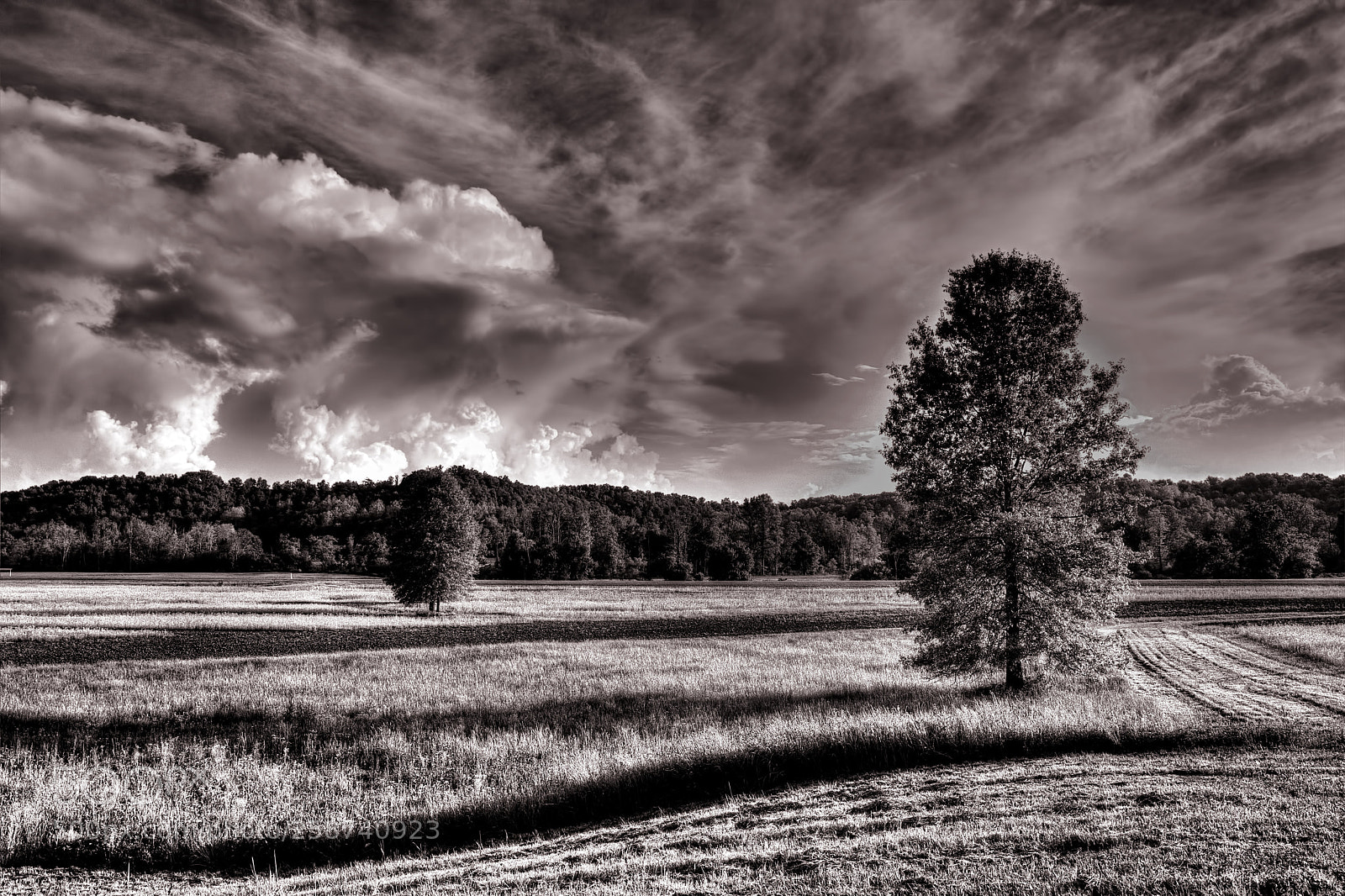 Nikon D7100 sample photo. Field and trees photography