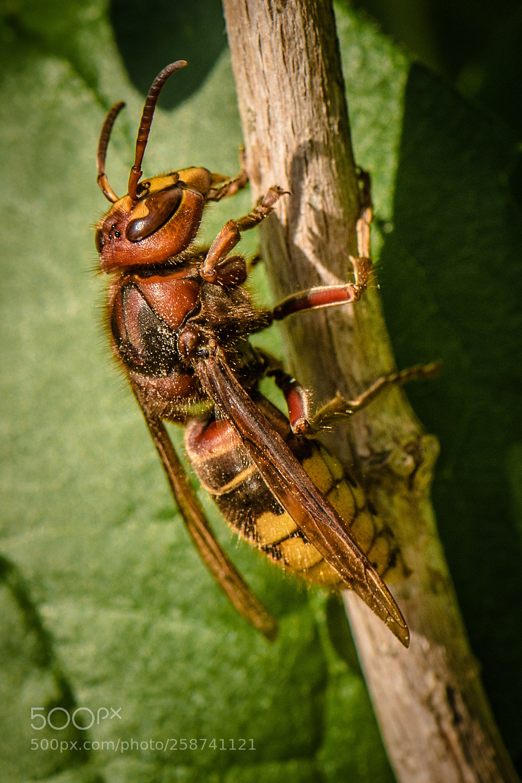 Nikon D750 sample photo. Insect photography