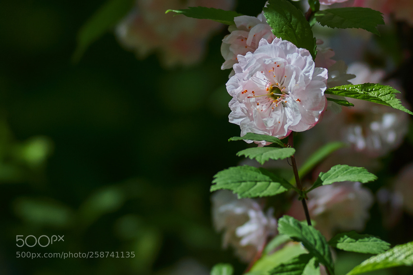 Sony SLT-A77 sample photo. *** photography
