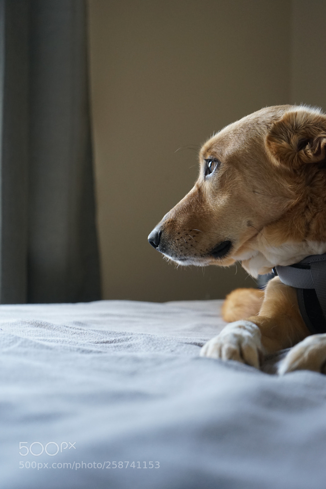 Sony a7 II sample photo. Ellie the wonder dog photography