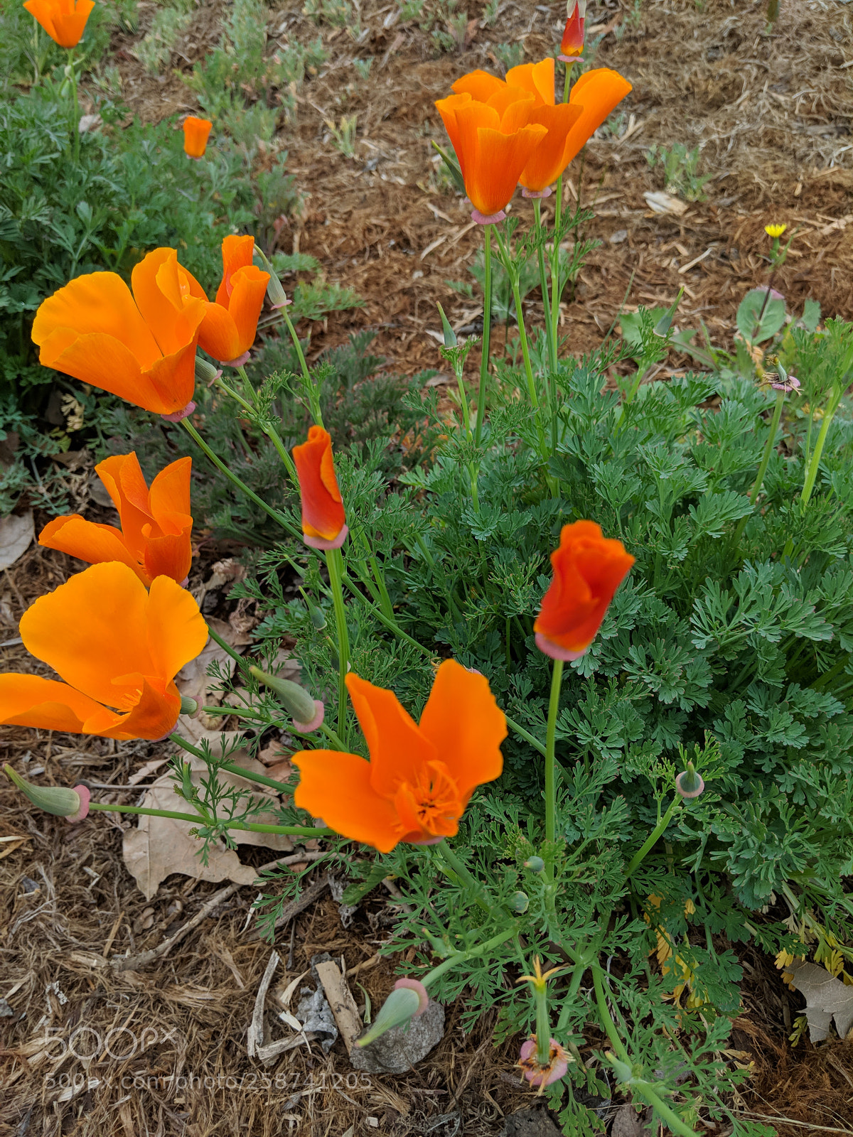 Google Pixel 2 sample photo. California poppies photography