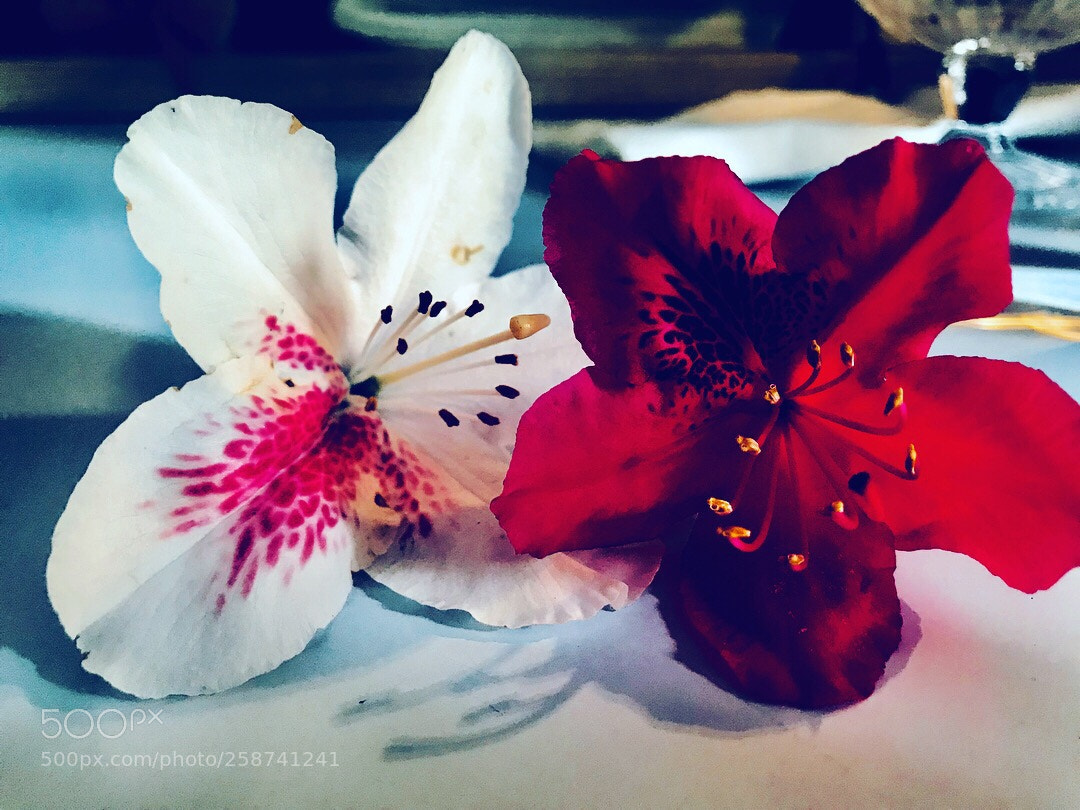 Apple iPhone 7 Plus sample photo. Sweet flowers photography