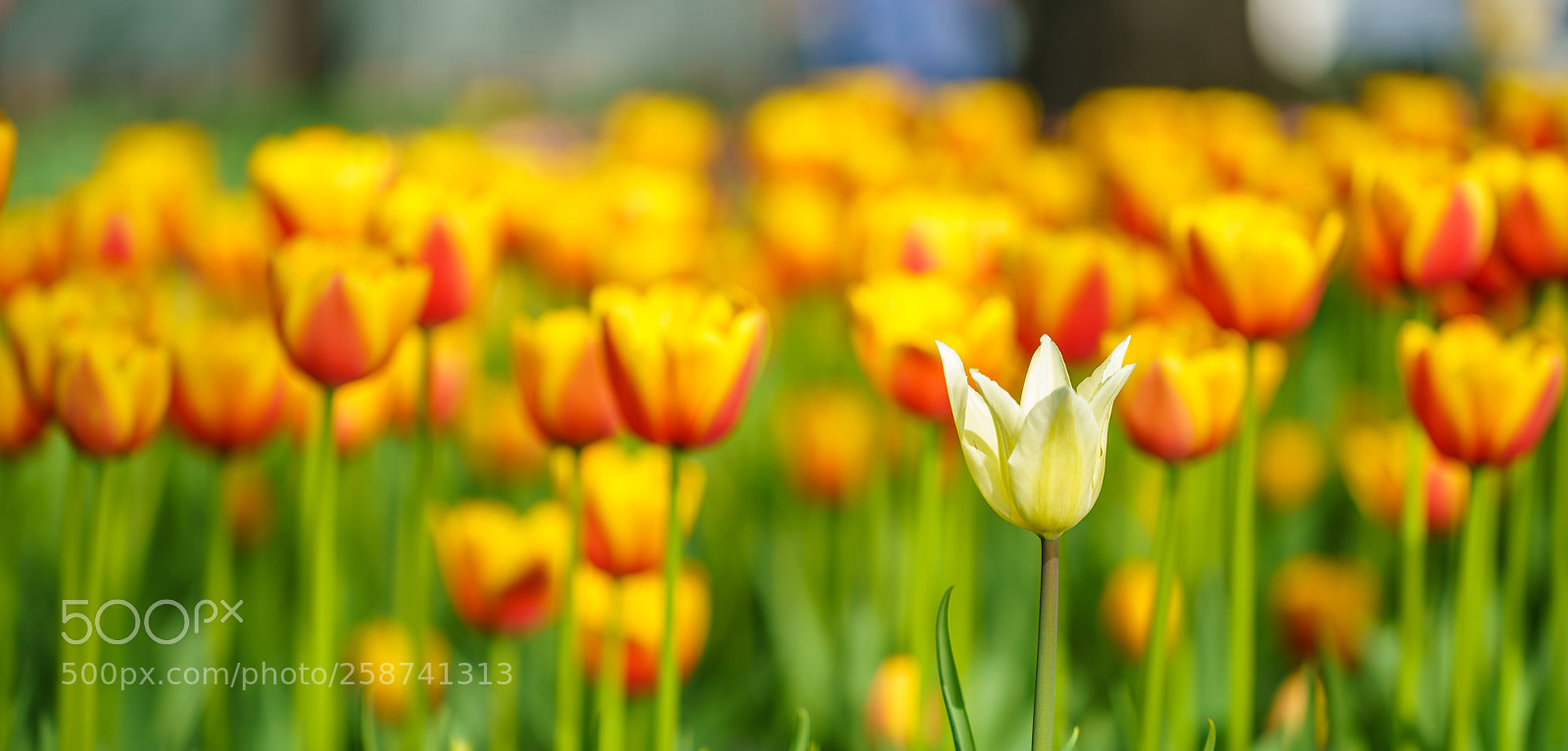 Sony a7R III sample photo. Flowers in botanic garden photography