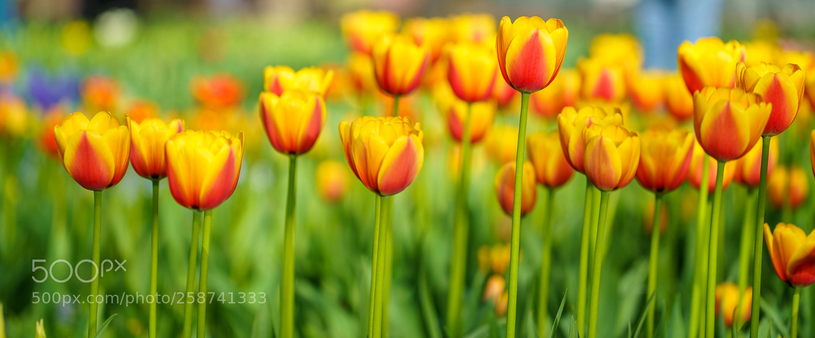 Sony a7R III sample photo. Flowers in botanic garden photography