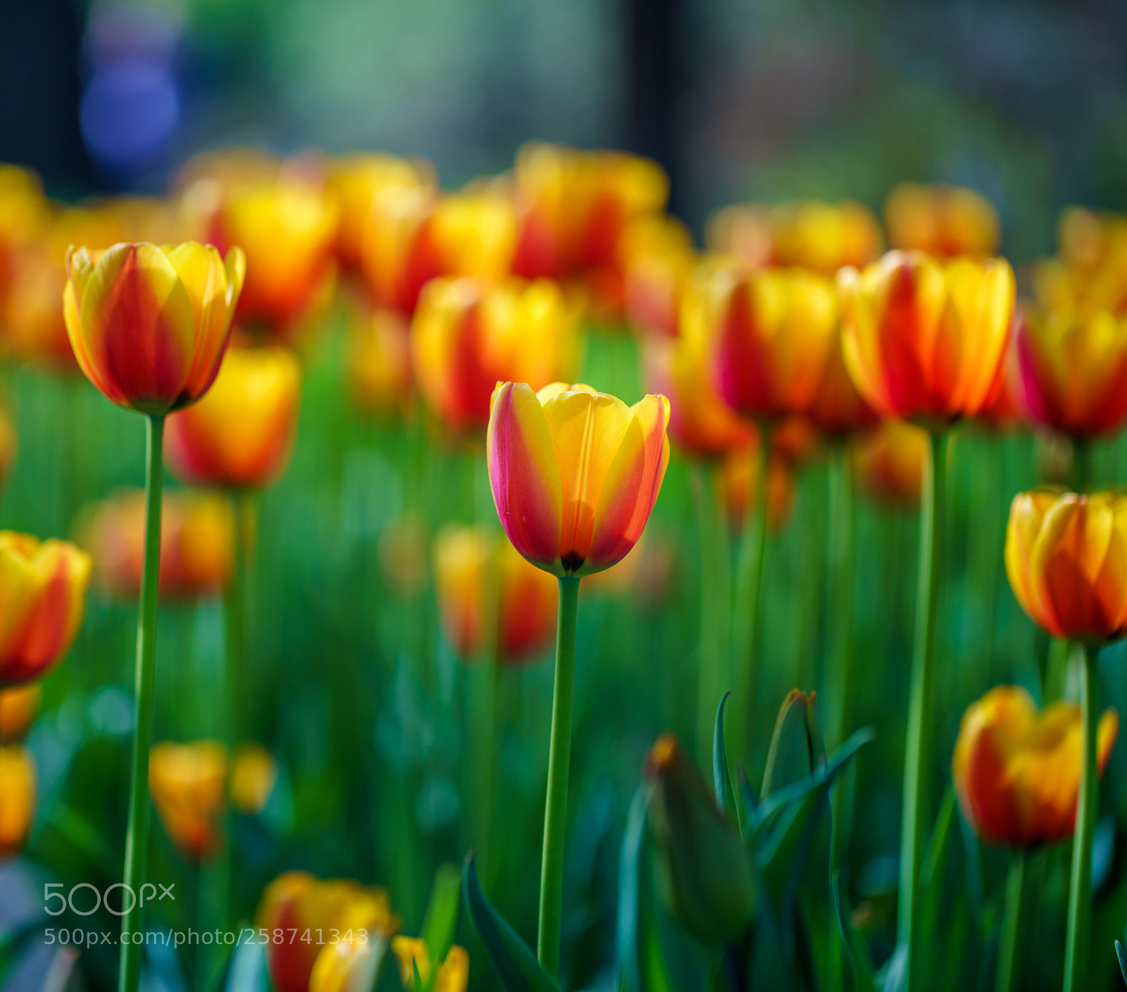 Sony a7R III sample photo. Flowers in botanic garden photography