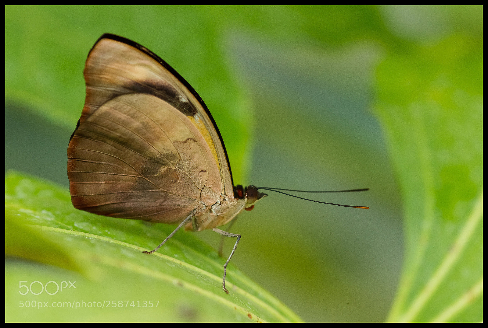 Canon EOS 7D sample photo. Papillon photography