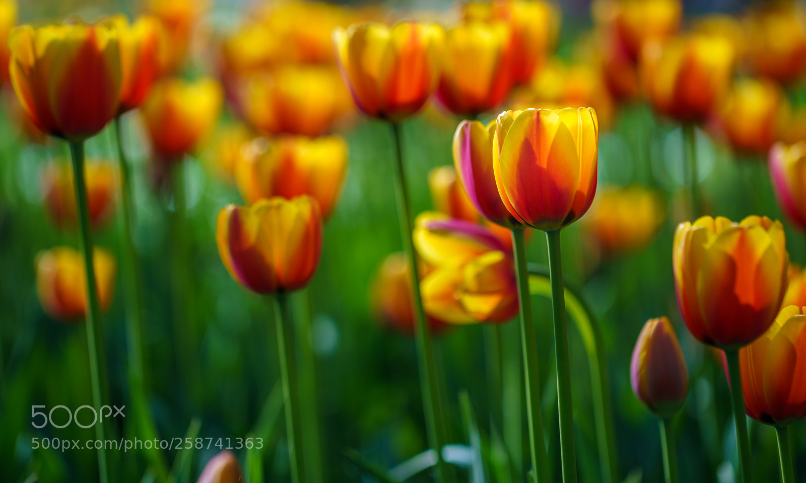 Sony a7R III sample photo. Flowers in botanic garden photography