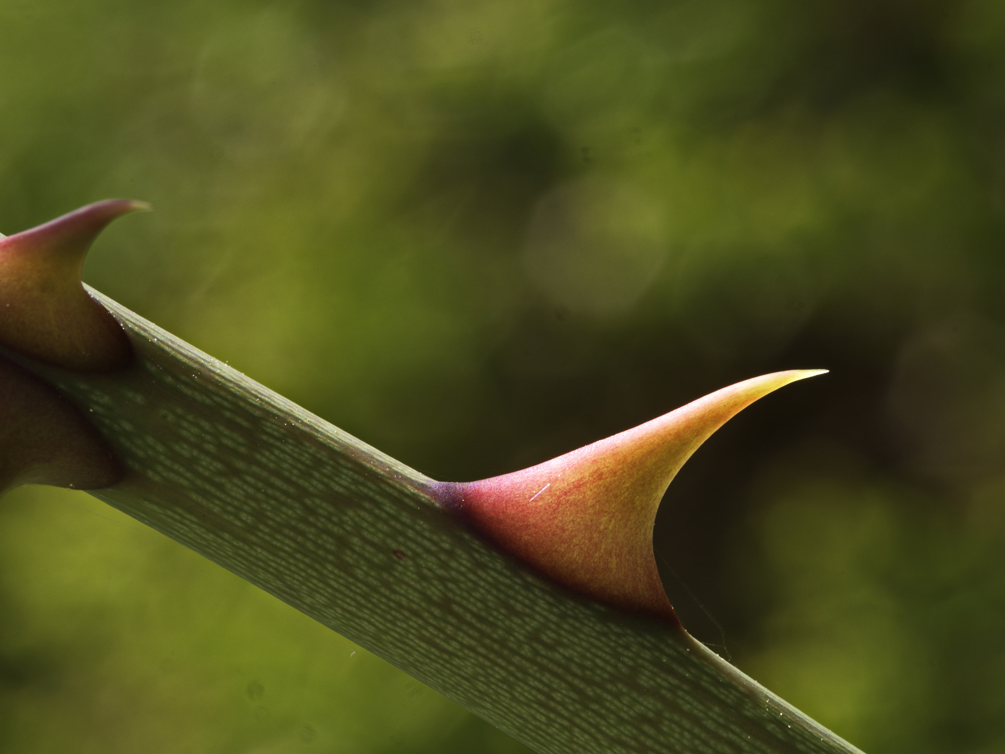 Panasonic Lumix DMC-GX8 sample photo. Spine photography