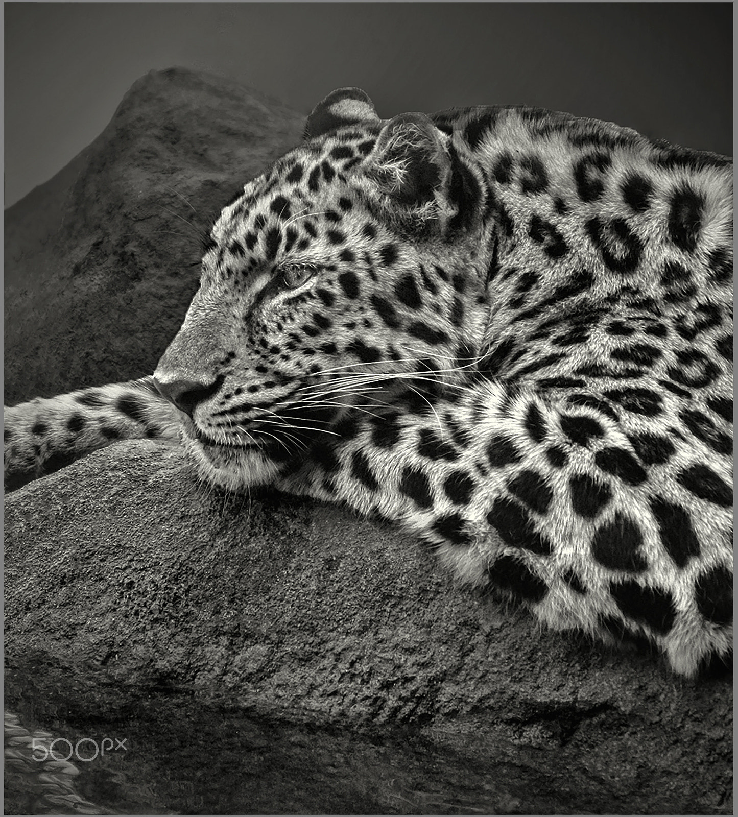 Canon EOS M sample photo. Resting leopard photography